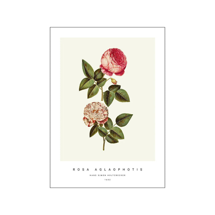 PSTR - Botanical II