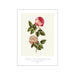 PSTR - Botanical II