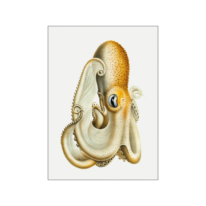 Poster -  Octopus I A4