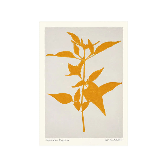 Poster & Frame Print PSTR Studio - Printed Plant - Eupatorium Rugosum - A5