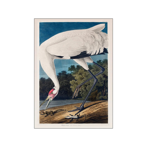 Poster & Frame Print PSTR - Vintage Museum - Bird I - A5