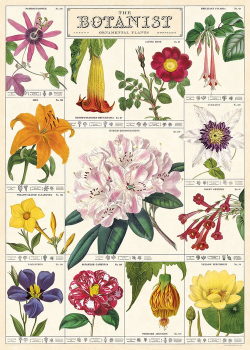 Cavallini Poster