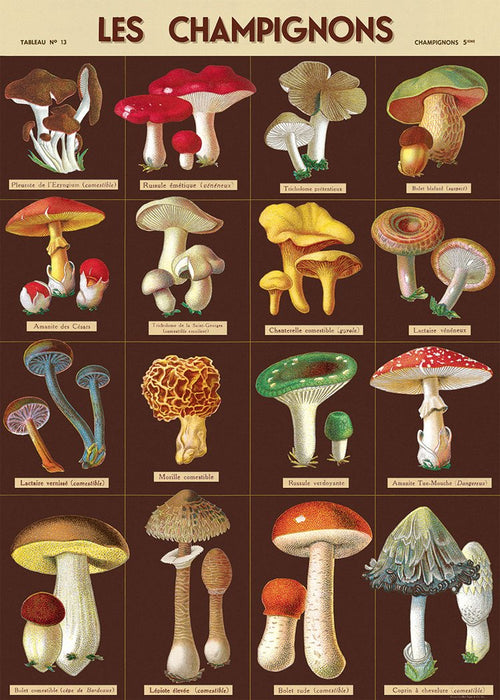Cavallini Poster