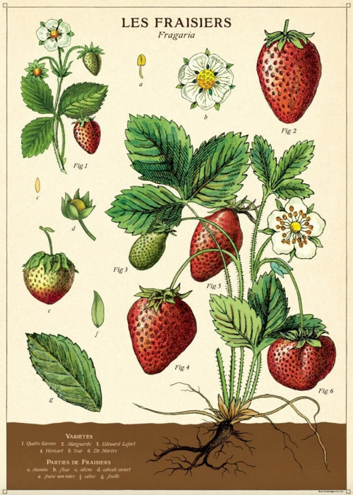 Cavallini Poster