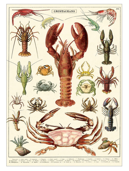 Cavallini Geschenkpapier/Poster Crustaceans