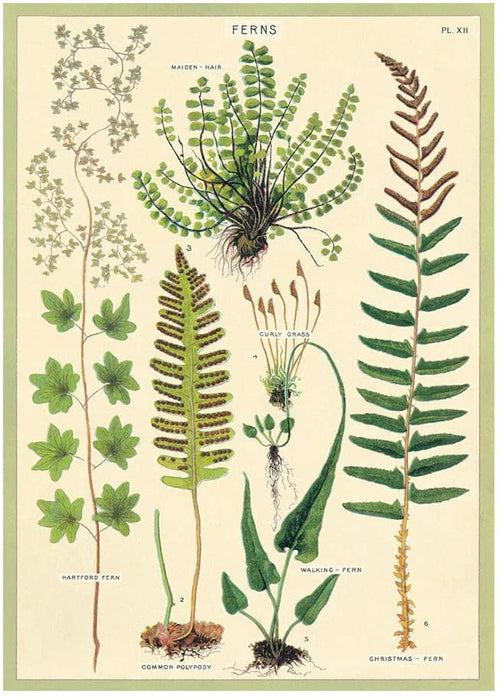 Cavallini Geschenkpapier/Poster Ferns