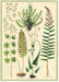 Cavallini Geschenkpapier/Poster Ferns