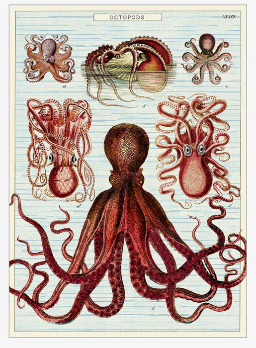 Cavallini Geschenkpapier/Poster Octopods